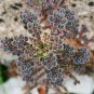 Kalanchoe Thyrsiflora 200 Seeds
