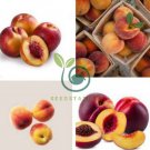 Middle-sized Nectarine Smooth-skinned Peach Fruit 4 Seeds