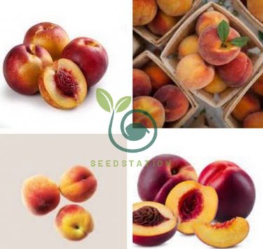 Middle-sized Nectarine Smooth-skinned Peach Fruit 4 Seeds
