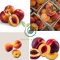 Middle-sized Nectarine Smooth-skinned Peach Fruit 4 Seeds