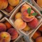 Middle-sized Nectarine Smooth-skinned Peach Fruit 4 Seeds