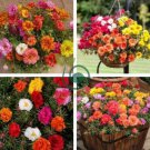 Portulaca Grandiflora Mixed Colorful Moss Rose Flower 400  Seeds
