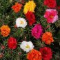 Portulaca Grandiflora Mixed Colorful Moss Rose Flower 400  Seeds