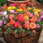Portulaca Grandiflora Mixed Colorful Moss Rose Flower 400  Seeds