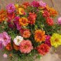 Portulaca Grandiflora Mixed Colorful Moss Rose Flower 400  Seeds
