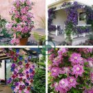 Climbing Clematis Bonsai Flowers Clematis Vine Bonsai Perennial Flower 200 Seeds