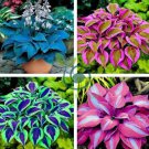Colorful hosta Flores Indoor Bonsai Flower 400 Seeds