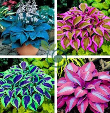 Colorful hosta Flores Indoor Bonsai Flower 400 Seeds