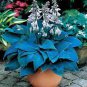 Colorful hosta Flores Indoor Bonsai Flower 400 Seeds