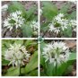 Ramsons Wild Garlic 100 Seeds