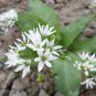 Ramsons Wild Garlic 100 Seeds
