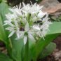 Ramsons Wild Garlic 100 Seeds