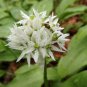 Ramsons Wild Garlic 100 Seeds
