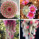 Climbing Plant Echinopsis Tubiflora Flowering Cactus Bonsai Plant 200 Seeds