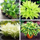hosta  bonsai flower 200 seeds