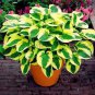 hosta  bonsai flower 200 seeds
