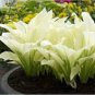 hosta  bonsai flower 200 seeds