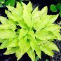 hosta  bonsai flower 200 seeds