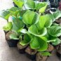 hosta  bonsai flower 200 seeds
