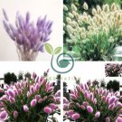 Purple Rare Rabbit's Tail Grass Lagurus ovatus 200 Seeds