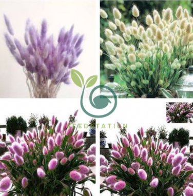 Purple Rare Rabbit's Tail Grass Lagurus ovatus 200 Seeds