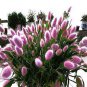Purple Rare Rabbit's Tail Grass Lagurus ovatus 200 Seeds