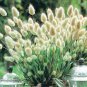 Purple Rare Rabbit's Tail Grass Lagurus ovatus 200 Seeds