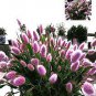 Purple Rare Rabbit's Tail Grass Lagurus ovatus 200 Seeds