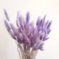 Purple Rare Rabbit's Tail Grass Lagurus ovatus 200 Seeds