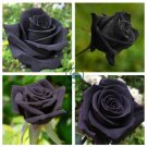 Black Subshrubby Peony Flower 10 Seeds