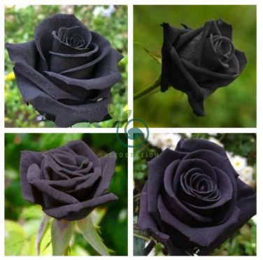 Black Subshrubby Peony Flower 10 Seeds
