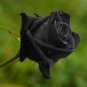 Black Subshrubby Peony Flower 10 Seeds