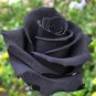 Black Subshrubby Peony Flower 10 Seeds