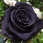 Black Subshrubby Peony Flower 10 Seeds