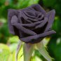 Black Subshrubby Peony Flower 10 Seeds