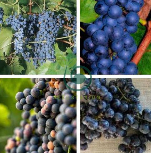 Marquette Dark Blue Grape 200 Seeds