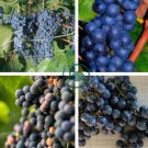 Marquette Dark Blue Grape 200 Seeds