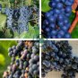 Marquette Dark Blue Grape 200 Seeds