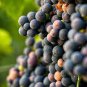 Marquette Dark Blue Grape 200 Seeds