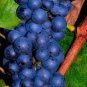 Marquette Dark Blue Grape 200 Seeds