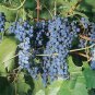 Marquette Dark Blue Grape 200 Seeds