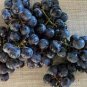 Marquette Dark Blue Grape 200 Seeds