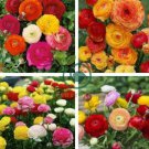 Beautiful Ranunculus Asiaticus Persian Buttercup Perennial Flowers 40 Seeds