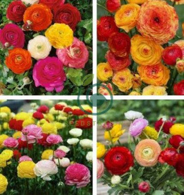 Beautiful Ranunculus Asiaticus Persian Buttercup Perennial Flowers 40 Seeds