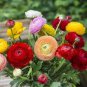 Beautiful Ranunculus Asiaticus Persian Buttercup Perennial Flowers 40 Seeds