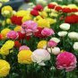 Beautiful Ranunculus Asiaticus Persian Buttercup Perennial Flowers 40 Seeds