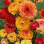 Beautiful Ranunculus Asiaticus Persian Buttercup Perennial Flowers 40 Seeds