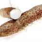 Chinese Yam Vegetable 12 Seeds
