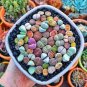 Succulents Plants Easy to Grow Potted Flower Plantas 400 Seeds