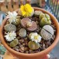 Succulents Plants Easy to Grow Potted Flower Plantas 400 Seeds